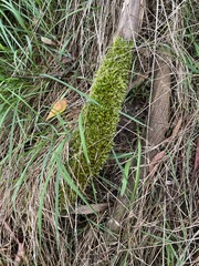 Sematophyllum