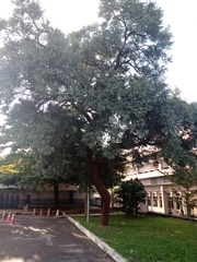 Dalbergia miscolobium