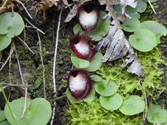 Corybas hispidus