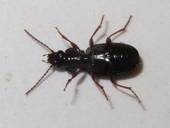 Pterostichus diligens