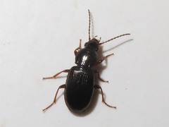 Pterostichus diligens