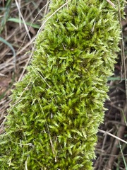 Sematophyllum