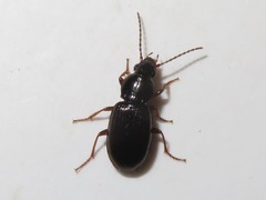Pterostichus diligens