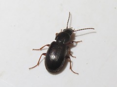Pterostichus diligens