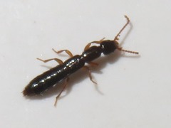 Lathrobium longulum