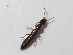 Lathrobium longulum