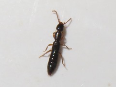 Lathrobium longulum