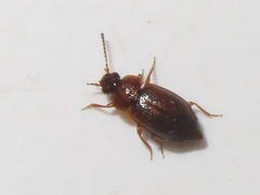 Anthobium unicolor
