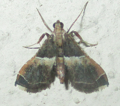 Endotricha consobrinalis