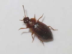 Anthobium unicolor