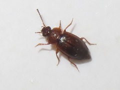 Anthobium unicolor
