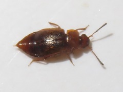 Anthobium unicolor