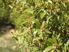 Phillyrea latifolia media