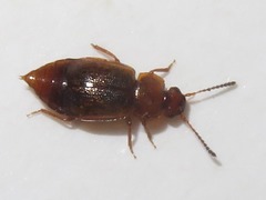 Anthobium unicolor