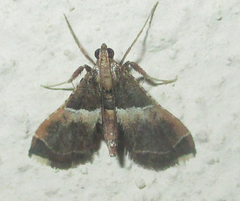 Endotricha consobrinalis