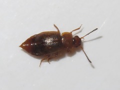 Anthobium unicolor
