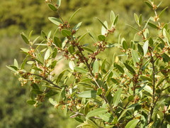 Phillyrea latifolia media