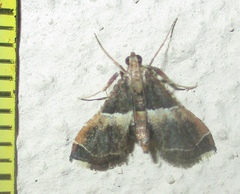Endotricha consobrinalis