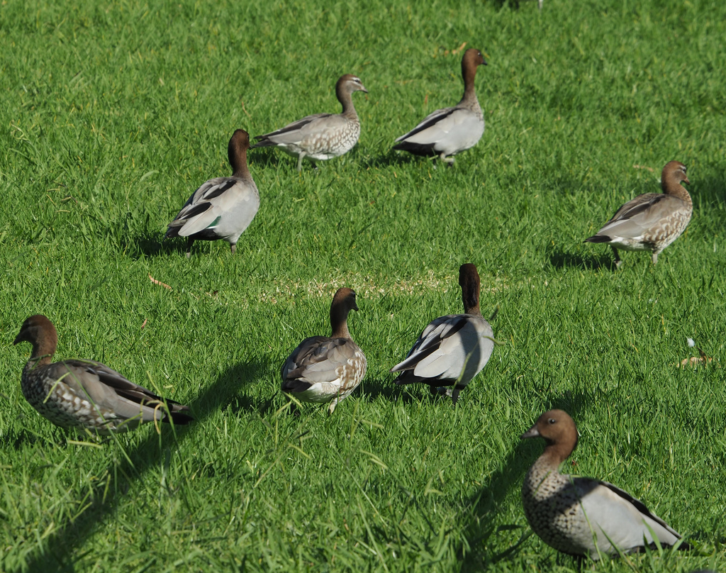 Australian Wood Duck From Macquarie University Sydney NSW Australia   Large 