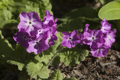 Primula sieboldii