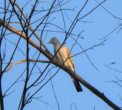 Geopelia placida placida