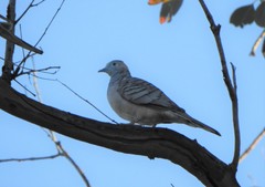 Geopelia placida placida