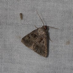 Acantholipes juba