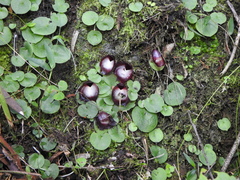 Corybas hispidus
