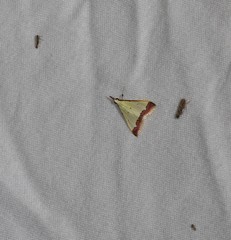 Autocharis hedyphaes