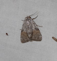 Barasa cymatistis