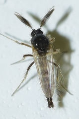 Forcipomyiinae
