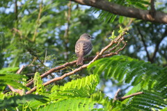 Bradornis microrhynchus