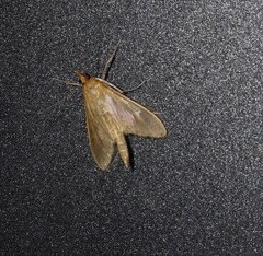 Circobotys occultilinea