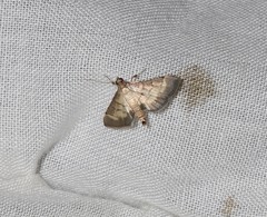 Cnaphalocrocis bilinealis