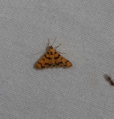 Dichocrocis erixantha