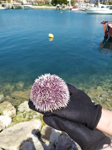 Violet Sea Urchin, Greece, photo 10 of 10