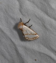 Epicoma derbyana