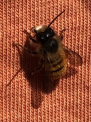 Osmia bicornis
