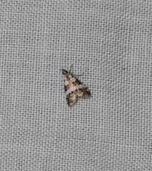 Eurhythma cataxia