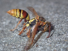 Polistes humilis synoecus