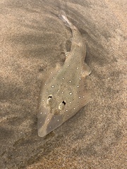 Speckled Guitarfish photo 1