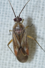 Tinicephalus rubiginosus