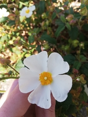 Cistus salviifolius