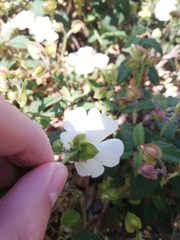 Cistus salviifolius
