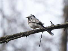 Motacilla alba