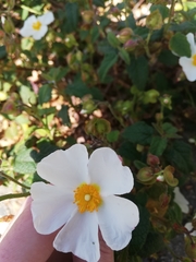 Cistus salviifolius