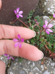 Erodium cicutarium