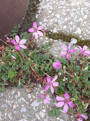Erodium cicutarium