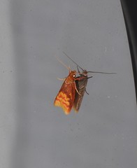 Hemibela