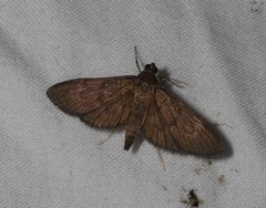 Hymenoptychis sordida